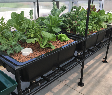 Indoor Aquaponics System