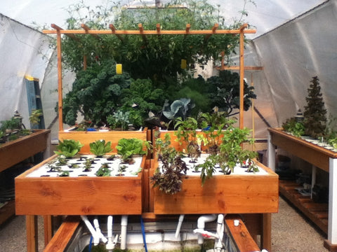 Mediab Bed Aquaponics System for Kale