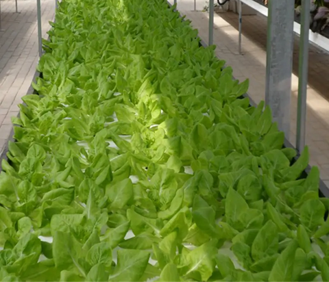 Aquaponics Farm Lettuce
