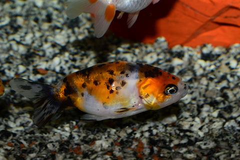 Lionhead Goldfish