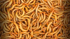 Mealworms for Aquaponics