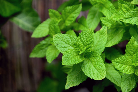 How to Grow Mint in Aquaponics System