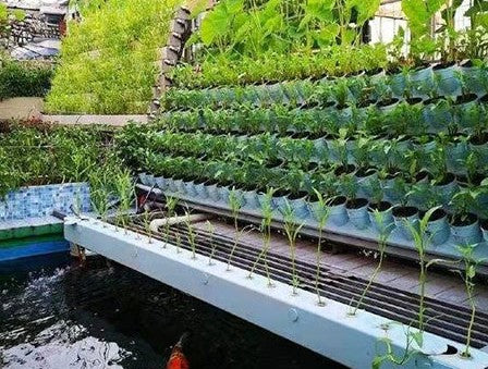 NFT Aquaponics System