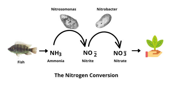 The Nitrogen Cycle in Aquaponics