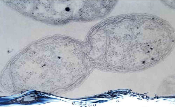 Nitrifying Bacteria in Aquaponics