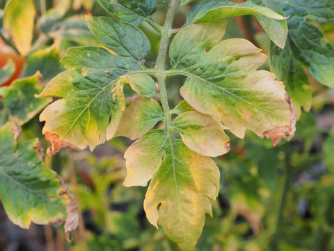 Nutrient Deficiency in Tomato Plant in Aquaponics