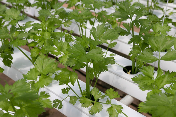 NFT Aquaponics