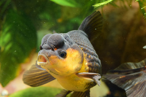 Pearlscale Goldfish