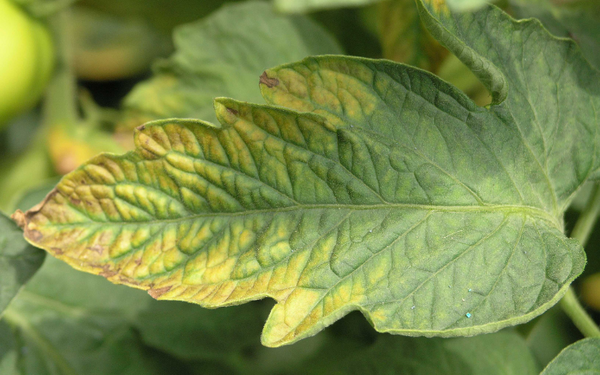 Sign of Potassium Deficiency on Plants