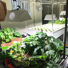 Production Lighting Package for Aquaponics