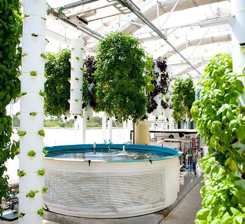 Rooftop Aquaponics Garden