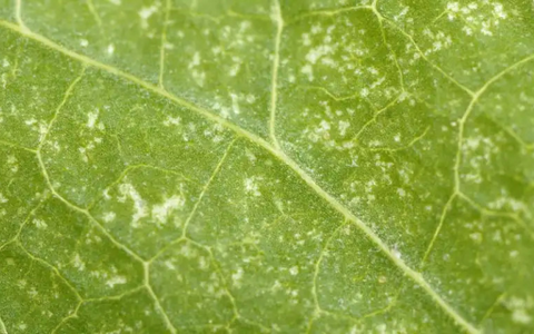 Spider Mites in Aquaponics Plants