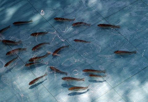 Tilapia FIngerlings