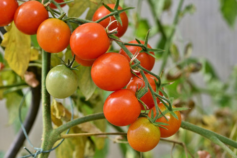 Tomato Plant in Aquaponics System