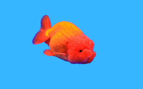 Ranchu Goldfish