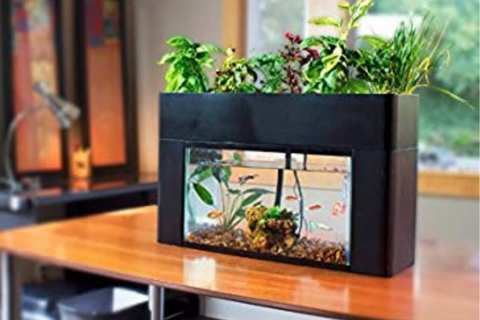 AquaSprouts Garden Fish Tank