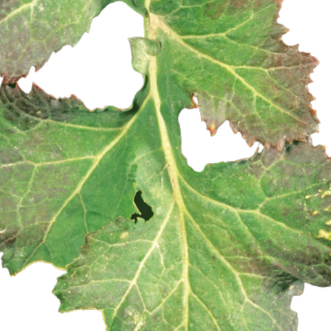 Leaves with Phosphorus Deficiency