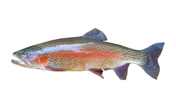 Trout in Aquaponics Systems