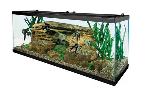 Unconventional Aquarium Plants – Choosing Fish Tank Garden Plants