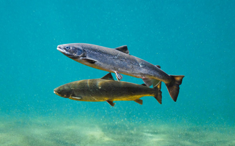 Salmon in Aquaponics System