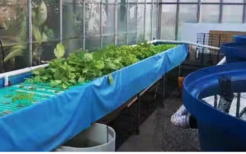 Cold Climate Aquaponics Systems