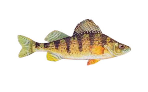 Yellow Perch in Aquaponics System