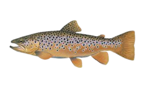 Rainbow Trout