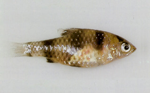 Velvet/Dust Disease in Fish