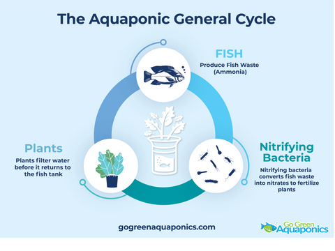 The Aquaponics General Cycle