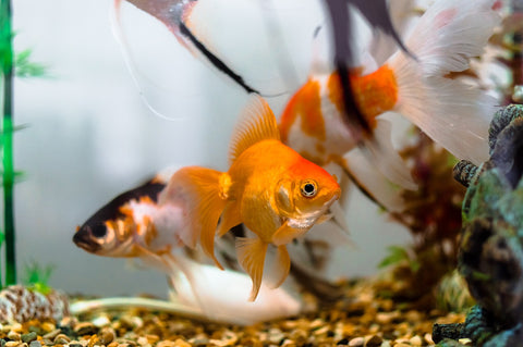 Gold Fish in Aquaponics