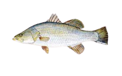 Barramundi Fish in Aquaponics