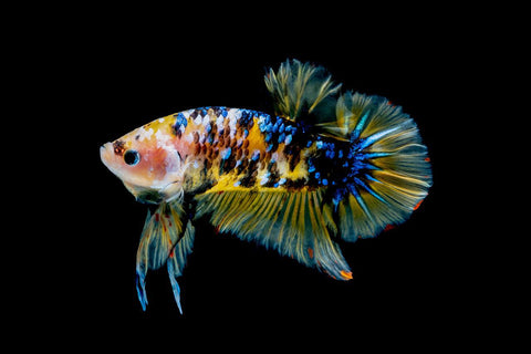 Betta Fish in Aquaponics