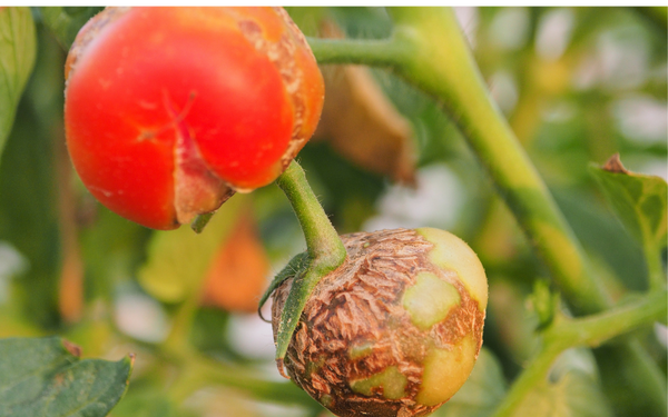 Sign of Calcium Deficiency on Tomatoes