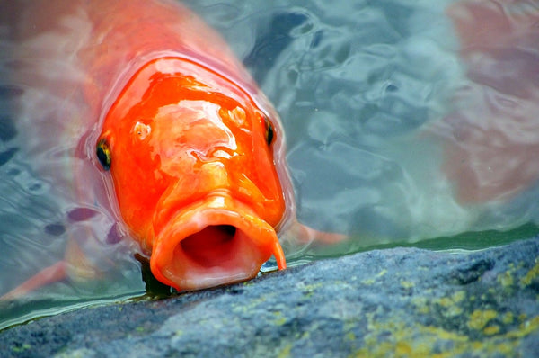 Carp Fish in Aquaponics