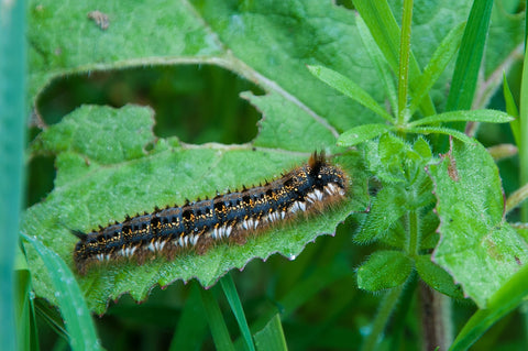 Caterpillar in Aquaponics Systems