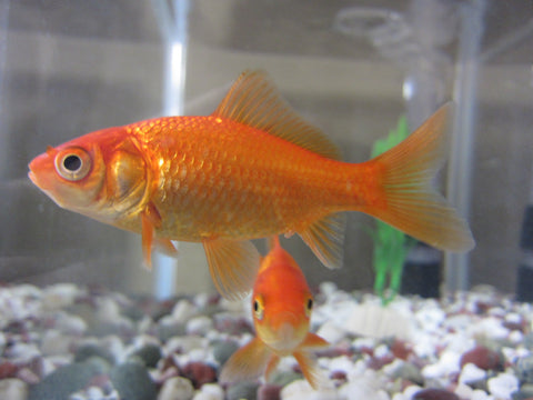 Common Goldfish Variety