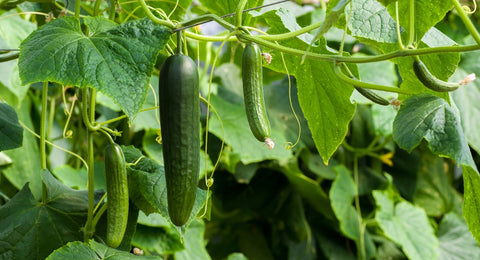 Cucumber in Aquaponics System