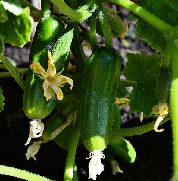 Cucumber in Aquaponics