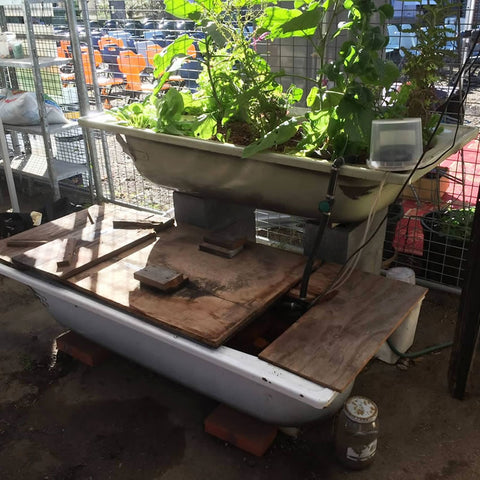 Bathtub DIY Aquaponics System