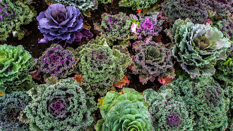 Different Varieties of Kale