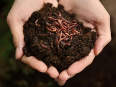 Earthworms in Aquaponics