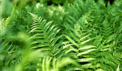 Ferns