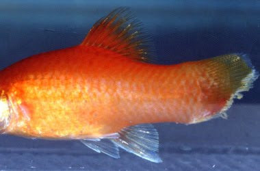Fin Rot Fish Disease in Aquaponics