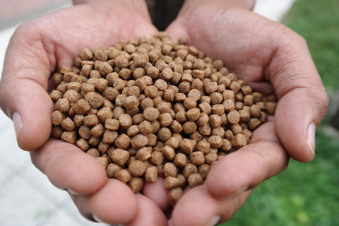 Fish Food in Aquaponics