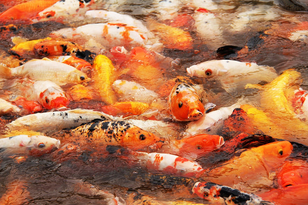 Overstocked Koi Fish in Aquaponics