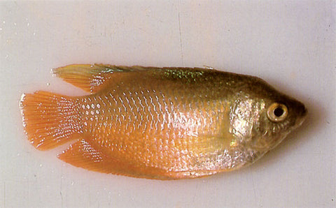 Flukes Fish Disease