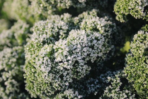 Frosted Kale Plant