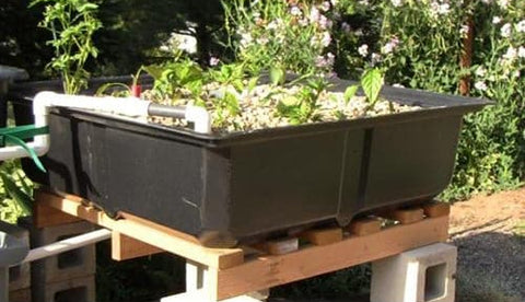 Aquaponics Bountiful 75 Gallon Grow Bed