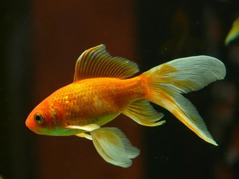 Goldfish in Aquaponics
