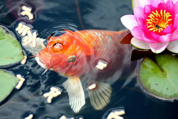 Fish Feeding in Aquaponics